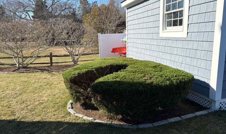 Bush triming Narragansett 8