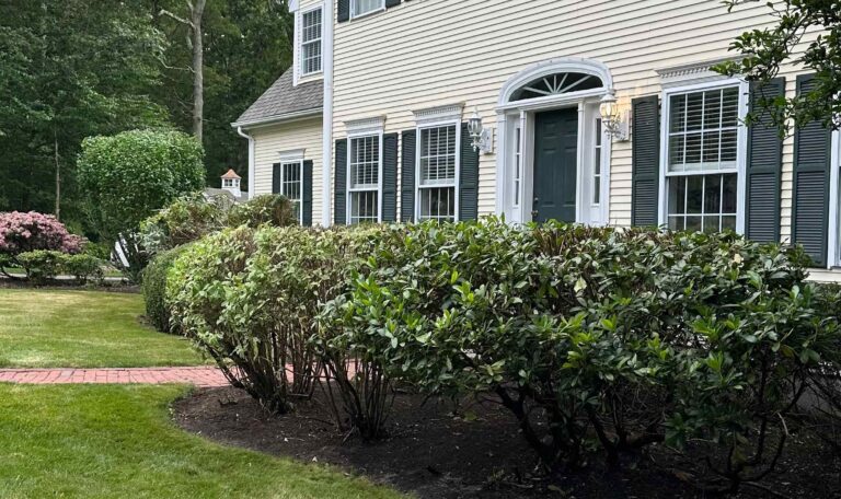 Bush triming North Kingstown 10