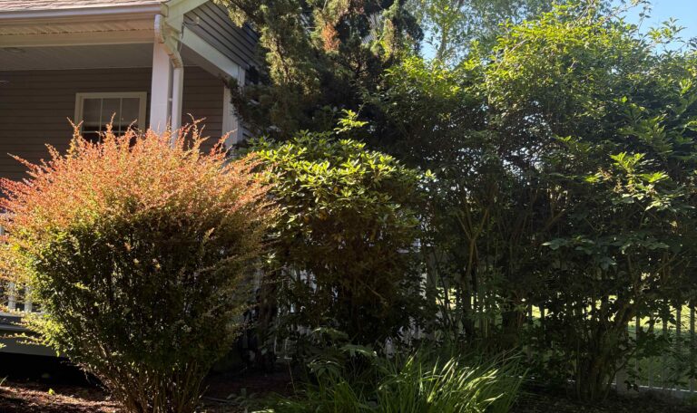 Bush triming North Kingstown 4