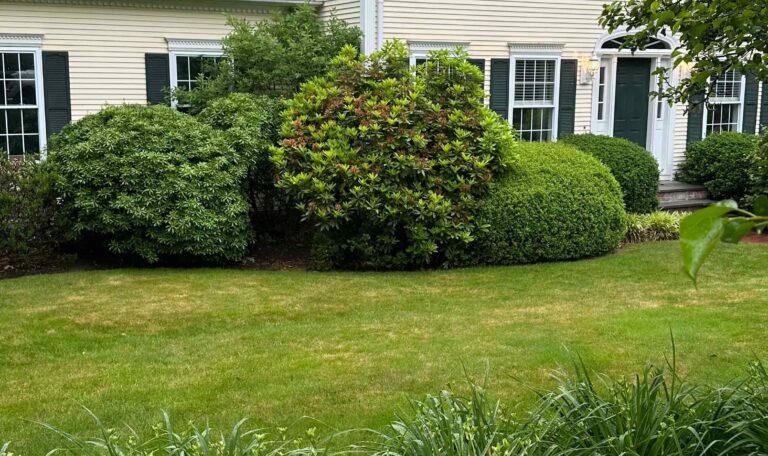 Bush triming North Kingstown 8