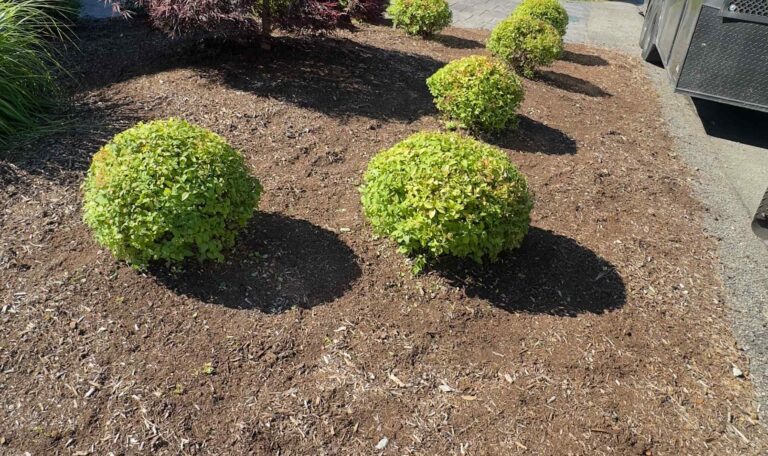 Bush triming Shout Kingstown 10