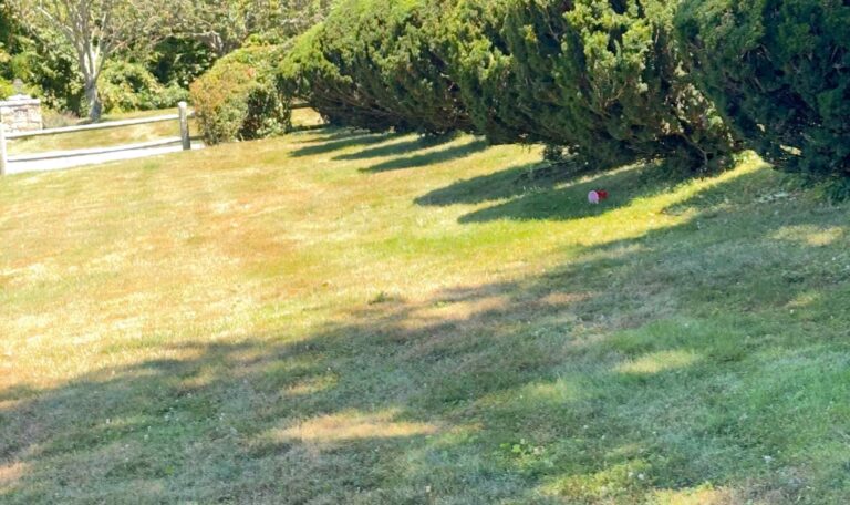 Bush triming Shout Kingstown 11