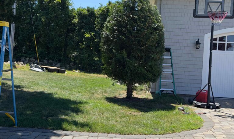 Bush triming Shout Kingstown 12