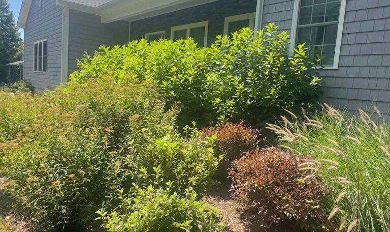 Bush triming Shout Kingstown 13