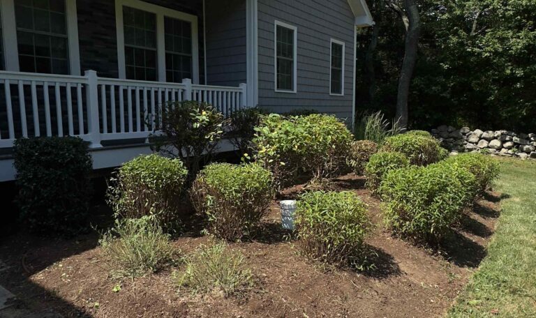 Bush triming Shout Kingstown 14