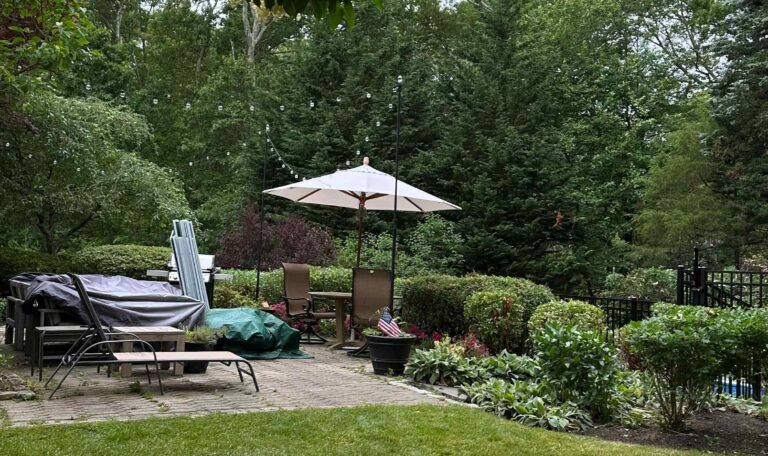 Bush triming Shout Kingstown 3