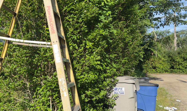 Bush triming Shout Kingstown 4