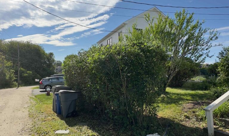 Bush triming Shout Kingstown 5