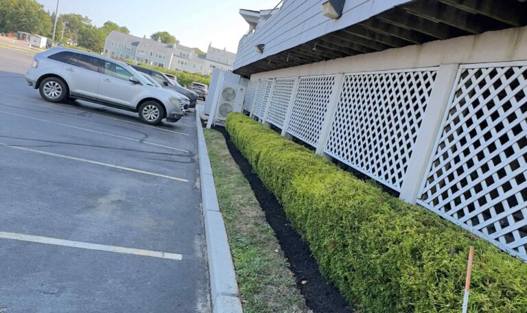 Bush triming Shout Kingstown 6