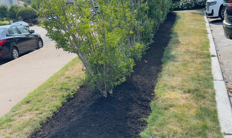 Bush triming Shout Kingstown 7