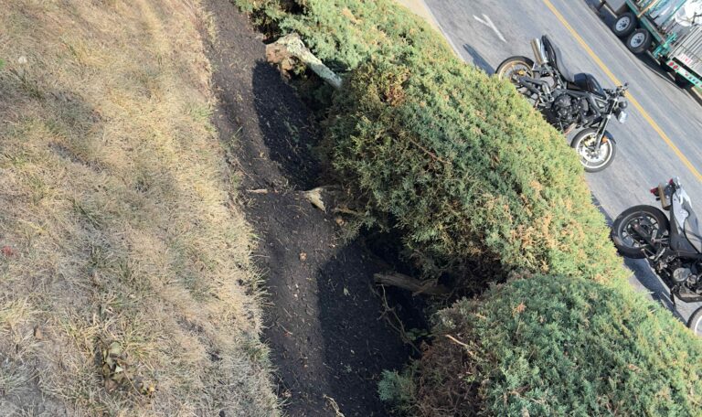 Bush triming Shout Kingstown 8