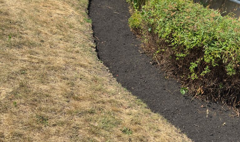 Bush triming Shout Kingstown 9