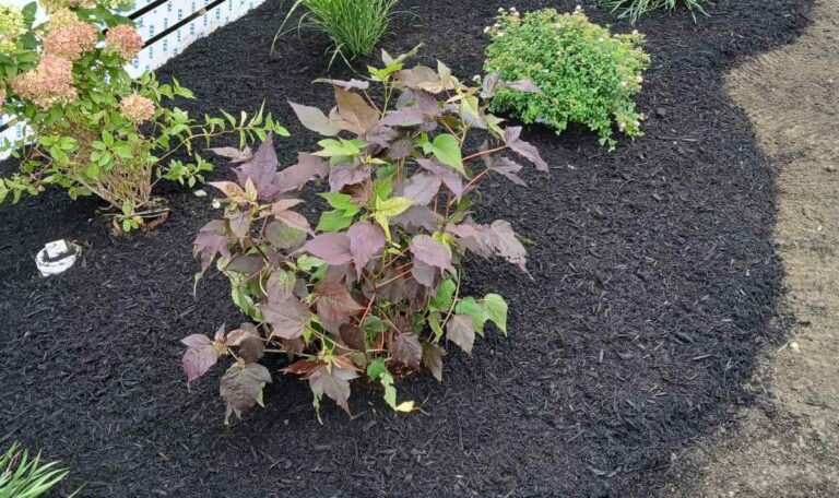 leveling Shout Kingstown 1