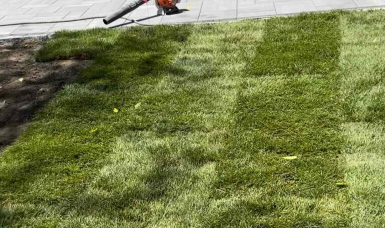 sod install East Greenwich 1